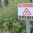 Почти 5 тысяч югорчан пострадали от укусов клещей с начала сезона - РИЦ Югра