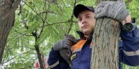Белгородские спасатели пришли на помощь котёнку, застрявшему на дереве - Сетевое издание Знамя 31