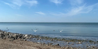 В Приморско-Ахтарске ограничили купания на пляже после проверки морской воды - Югополис