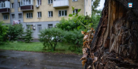 Временно ограничат движение на 2 перекрёстках в Абакане — коммунальщики будут удалять аварийные деревья - Абакан 24