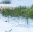 Фото: ПАИ - InformPskov.Ru
