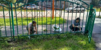 Киселевские школьники приводят город в порядок - Городок