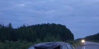 Дикие животные на дороге: будьте внимательны! - Городское поселение Октябрьское