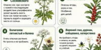 ВНИМАНИЕ!  Опасные растения нужно уничтожать!. - Администрация Ребрихинского района
