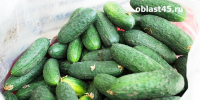 В Курганской области подешевели огурцы, но подорожал картофель - Область 45