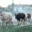 Как оформить социальный контракт в Камышине - Инфокам