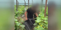 Восемь иностранцев обнаружили на сельхозпредприятии в Приамурье - ИА Порт Амур