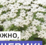 Иркутские врачи предупредили об опасности борщевика: что делать при ожоге - 1-LINE
