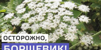 Иркутские врачи предупредили об опасности борщевика: что делать при ожоге - 1-LINE
