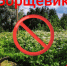 За борщевик ответила - Газета Новости Кунгурского края