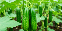 Кировские дачники могут торговать своей продукцией в специализированных точках - VyatkaKirov.Ru