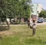 Коммунальщики Невинномысска продолжают борьбу с сорняками - Администрация г. Невинномысска
