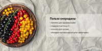 Смородина защищает организм от радиации - Газета Новости Кунгурского края
