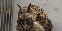 В Воронежском зоопарке будет жить краснокнижный филин из Липецка - РИА Воронеж