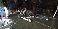 В Прилузском районе спасатели вызволили корову из заброшенного свинарника - ИА Комиинформ