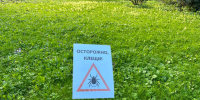Каждый четвертый клещ с боррелиозом: в Пензенской области продолжают фиксировать укусы - 1Pnz.Ru