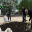 В Кировске тюльпаны меняют на капусту - SeverPost.ru