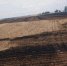 Поле с пшеницей вспыхнуло в Ростовской области - Панорама