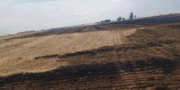 Поле с пшеницей вспыхнуло в Ростовской области - Панорама