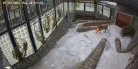 Тигрица Агафья осваивается в новом доме в Ленинградском зоопарке - Петербургский дневник