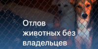 Куда и как заявить о животных без владельца - Город Луганск