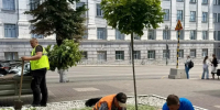 В Курске на улице Ленина высаживают 14 остролистных клёнов - Курская правда