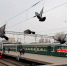 Ретропоезд доставит гостей на фестиваль скорости «Гараж Фест» - Spbdnevnik.ru