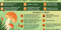 Правила поведения в лесу - Комитет ГО и ЗН