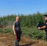 В североосетинском селе полиция уничтожила 2 га дикой конопли - ИА Победа 26