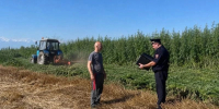 В североосетинском селе полиция уничтожила 2 га дикой конопли - ИА Победа 26