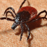 Фото: Pixabay - Мой район