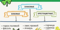 Что посадить в июле на пустеющих грядках? - Калтасинский район