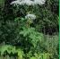 Борщевик Cосновского (Heracleum sosnowskyi Manden). - Звериноголовский муниципальный округ