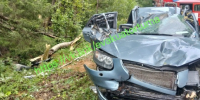 В Рязанской области дерево убило пассажира авто - ИА МедиаРязань