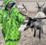 девушка ведет оленя - ИА Nord-News.Ru