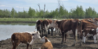 Сотрудники Сладковской ветслужбы напоминают, что сибирская язва у крупного рогатого скота остаётся серьёзной угрозой - Сетевое издание Трудовое знамя