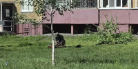 На территории Ленинского района  покос травы продолжается - Администрация г. Барнаул