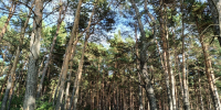 Для омичей в лесах обустроили места отдыха - СуперОмск