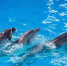 Фото: МАКС-канал администрации Сочи - НИА-Кубань