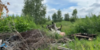 В Башкирии выявлена несанкционированная свалка на землях лесного фонда - Аургазинский вестник