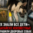 «Их знали все дети»: в Батайске неизвестные отравили дворовых собак, которых всем районом спасали и кормили - Bloknot-Rostov.Ru