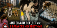 «Их знали все дети»: в Батайске неизвестные отравили дворовых собак, которых всем районом спасали и кормили - Bloknot-Rostov.Ru