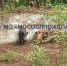 В Подмосковье 12 кабанов упали в бессейн - ОКА-ФМ
