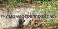 В Подмосковье 12 кабанов упали в бессейн - ОКА-ФМ
