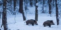 лес_зима_кабан - Novosti-Saratova.Ru