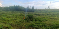 В Бавлинском районе ликвидировали очаг дикорастущей  конопли - Бавлы-информ
