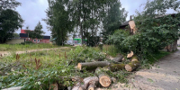 Жители Сыктывкара встревожены рубкой 60-летнего тополя в центре города - Pg11.Ru