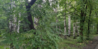 Деревья на улицах Барнаула / Фото: amic.ru - ИА Амител