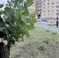 В Курске специалисты ухаживают за растениями на городских клумбах - РИА Курск