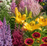 Посадила и забыла: 9 многолетников, которые цветут пышным ковром даже на бедной почве вообще без ухода и регулярного полива - Progorod58.Ru
